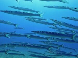 Buceo en La Herradura